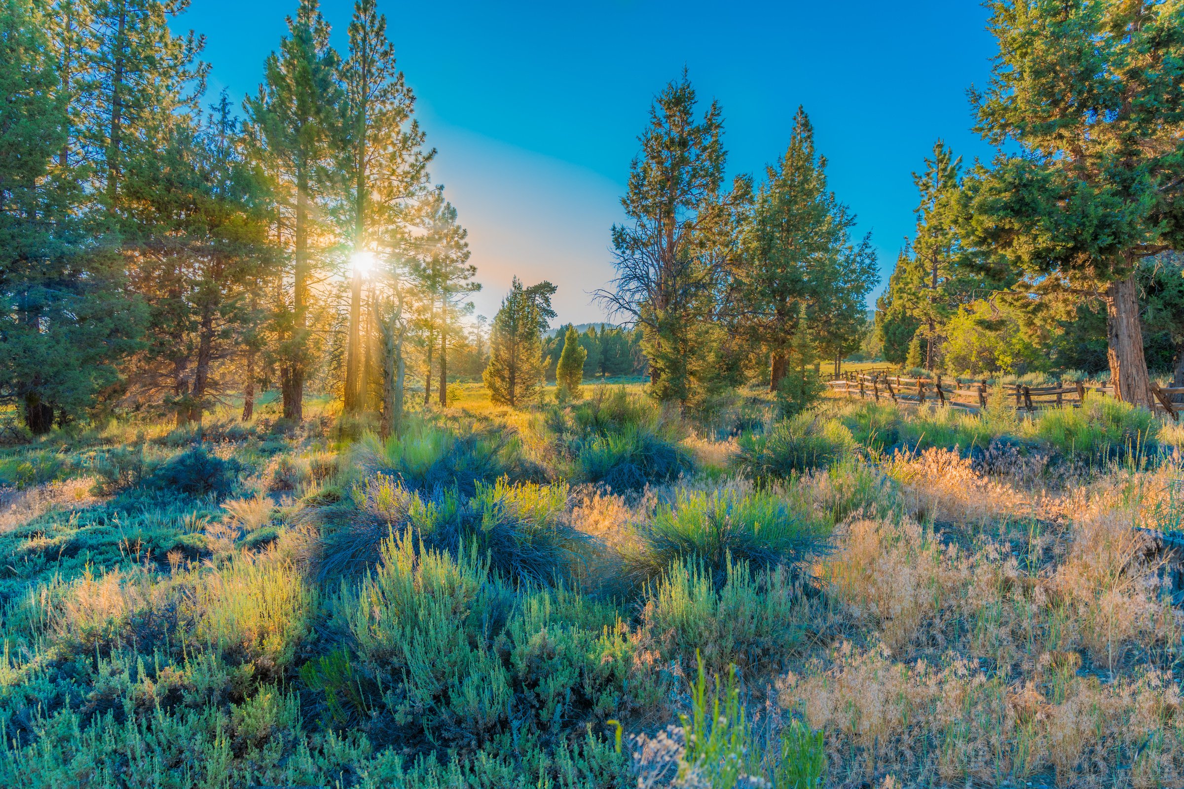 Big Bear Lake backlit pine forest San Bernardino County, CA