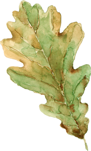 Autumn oak leaf. Watercolor.